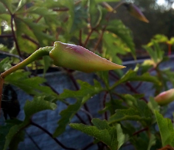 [On the end of a green stem protruding from the left is a green and purple cylinder tapering to a point. In the background is a fence covered with leaves.]